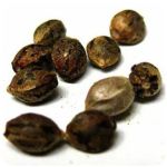 Семена марихуаны АК-47  (Seeds AK-47) в Палласовке